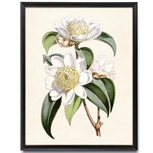 White Flower Printable, &#39;Camellia Anemoniflora&#39; Vintage Illustration, Botanical Wall Art Print INSTANT DOWNLOAD