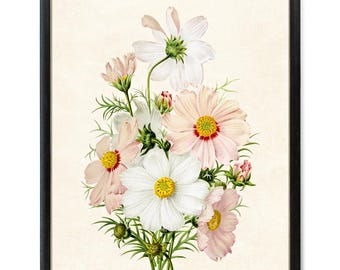 Różowo-biały kosmos do druku, ilustracja w stylu vintage z kwiatami, botaniczny wydruk ścienny do natychmiastowego pobrania
