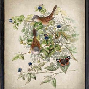 Bird and Botanical Art Print, 'Common Whitethroat' Birds Vintage Illustration, Instant Printable Wall Art, Digital Download