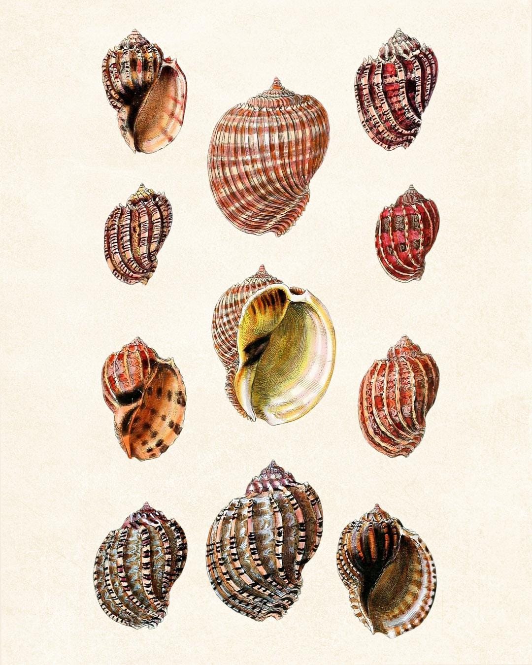 Set of 12 Shells, 8x10 Digital Prints, Vintage Seashell Illustrations ...