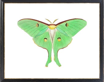 Mint Green Luna Moth Printable Art, Vintage Insect Illustration, Natural History, Minimal Wall Art Decor INSTANT DOWNLOAD