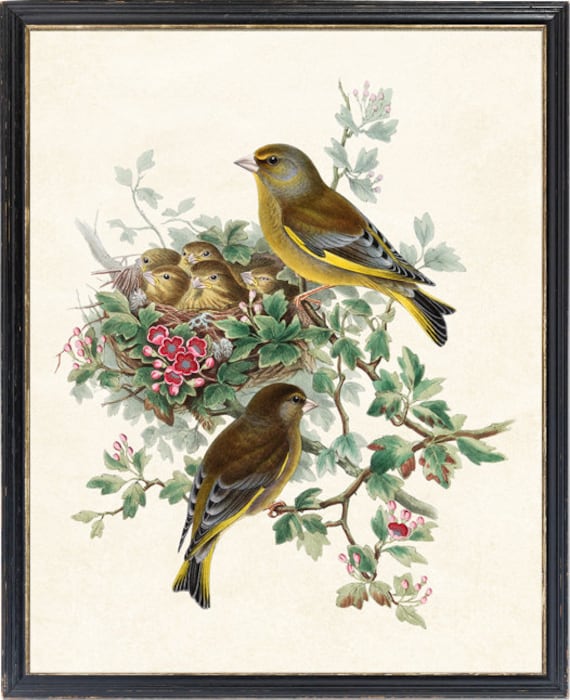 Bird and Botanical Print, Greenfinch Birds Antique