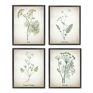 May include: Set of four botanical prints featuring illustrations of dill, caraway, French parsley, and fennel. Each print is framed in black and has a white background.