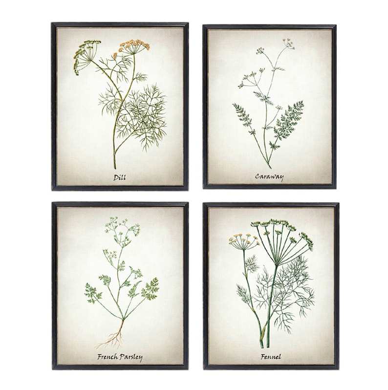 May include: Set of four botanical prints featuring illustrations of dill, caraway, French parsley, and fennel. Each print is framed in black and has a white background.