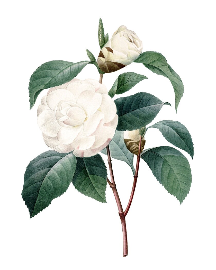 Printable White Camellia, Antique Illustration, 'japonica