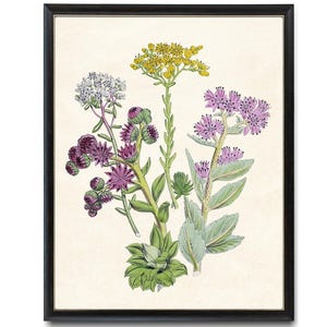 Flowering Succulents Botanical Digital Print, Vintage Illustration, Stonecrop Wildflowers, Printable Wall Art INSTANT DOWNLOAD