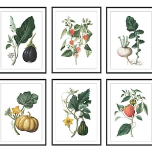 Set of 6 Garden Botanicals, Printable Vintage Illustrations, Vegetables, Kitchen Wall Art Digital Prints INSTANT DOWNLOAD