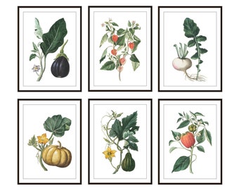 Set of 6 Garden Botanicals, Printable Vintage Illustrations, Vegetables, Kitchen Wall Art Digital Prints INSTANT DOWNLOAD