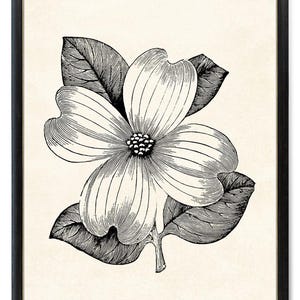 Flor de dogwood de arte vintage, impressão digital, ilustração botânica de arte linear, arte de parede para impressão DOWNLOAD INSTANTÂNEO