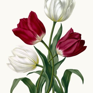 Rode en witte tulpen clipart digitale download, vintage tulp bloem illustratie, commercieel gebruik, transparante achtergrond png-bestand afdrukbaar