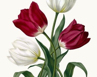 Red and White Tulips Clipart Digital Download, Vintage Tulip Flower Illustration, Commercial Use, Transparent Background PNG File Printable
