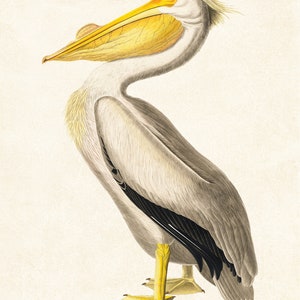 K&ouml;nnte beinhalten: Detaillierte Illustration eines wei&szlig;en Pelikans mit einem langen, gelben Schnabel und einem Beutel. Der Vogel hat graue und wei&szlig;e Federn, gelbe F&uuml;&szlig;e und einen kleinen Kamm. Das Kunstwerk ist vor einem cremefarbenen Hintergrund gehalten.