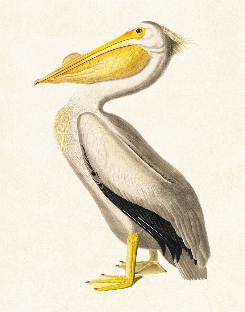 K&ouml;nnte beinhalten: Detaillierte Illustration eines wei&szlig;en Pelikans mit einem langen, gelben Schnabel und einem Beutel. Der Vogel hat graue und wei&szlig;e Federn, gelbe F&uuml;&szlig;e und einen kleinen Kamm. Das Kunstwerk ist vor einem cremefarbenen Hintergrund gehalten.