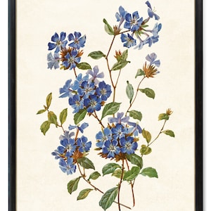 Blue Flowers Printable, Vintage Watercolor Illustration, 'Chinese Plumbago' Botanical Wall Art Print INSTANT DOWNLOAD