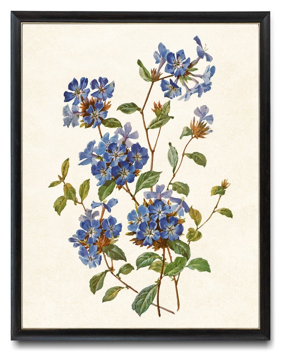 Bluebell Flowers Printable, P.J. Redoute Flower Vintage Illustration,  'campanule Clochette' Botanical Wall Art INSTANT DOWNLOAD -  Canada