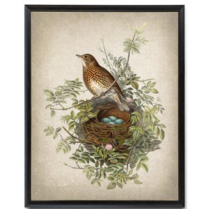 Bird and Botanical Vintage Art, Thrush Bird Illustration, Nest with Blue Eggs, Natural History, Instant Wall Art Download Digital Print