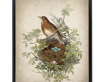 Fågel- och botanisk vintagekonst, illustration av trastfågel, bo med blåägg, naturhistoria, digitaltryck för väggkonst som laddas ner direkt