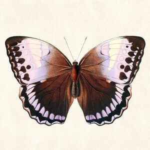 May include: A detailed illustration of a butterfly with brown, white, and purple wings. The butterfly's wings have a complex pattern of spots and lines, with a light background.