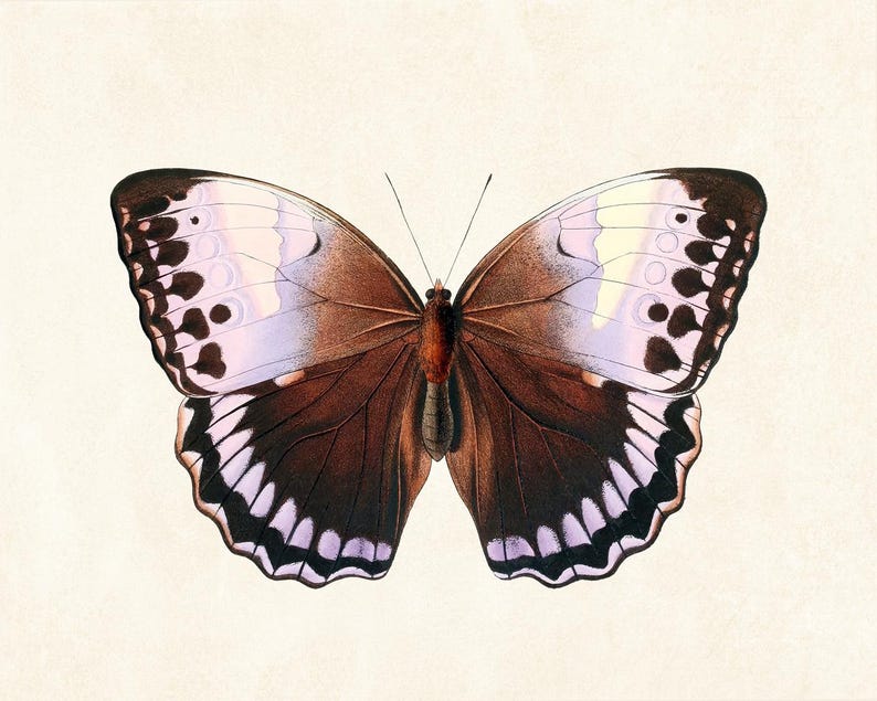 May include: A detailed illustration of a butterfly with brown, white, and purple wings. The butterfly's wings have a complex pattern of spots and lines, with a light background.