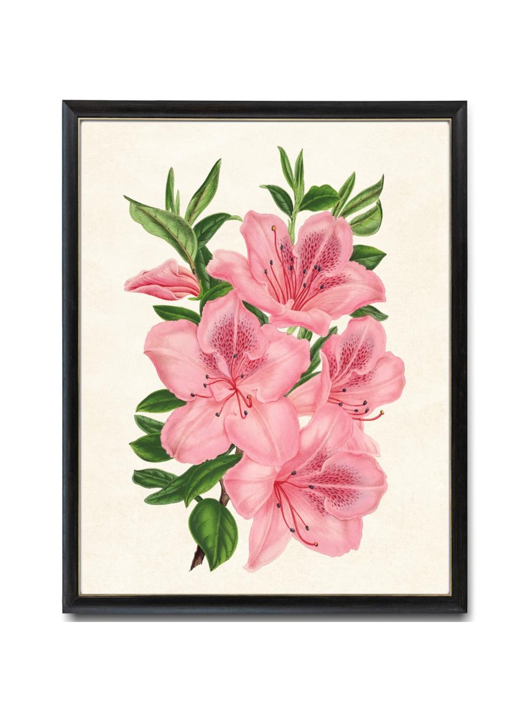 ピンクのツツジのプリント、ヴィンテージのツツジの花のイラスト
