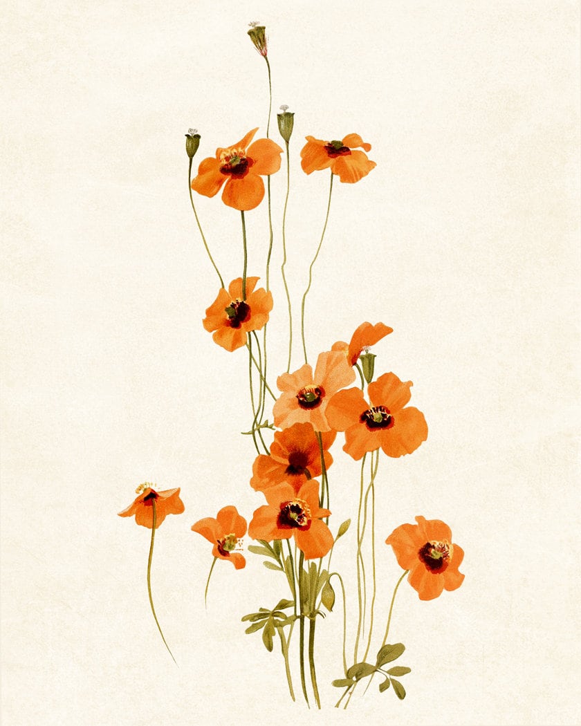 Orange Poppy Flowers Printable Wind Poppies Vintage - Etsy