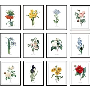Flower Set of 12 Prints, Digital Download, Vintage Illustrations, P.J. Redoute Flowers, Printables, Botanical Wall Art Prints