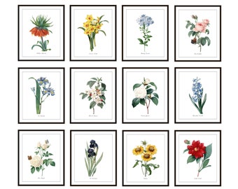 Flower Set of 12 Prints, Digital Download, Vintage Illustrations, P.J. Redoute Flowers, Printables, Botanical Wall Art Prints