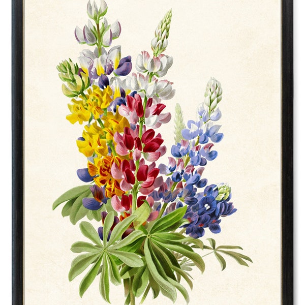 Impression numérique de fleurs de lupin multicolores, illustration de fleur vintage, lupins imprimables, art mural botanique TÉLÉCHARGEMENT IMMÉDIAT