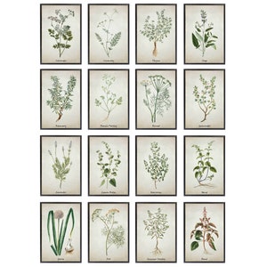 Set of 16, 4x6 Inch Kitchen Herb Printables,  Antique Illustrations, Culinary Herbs Wall Art Prints INSTANT DOWNLOAD
