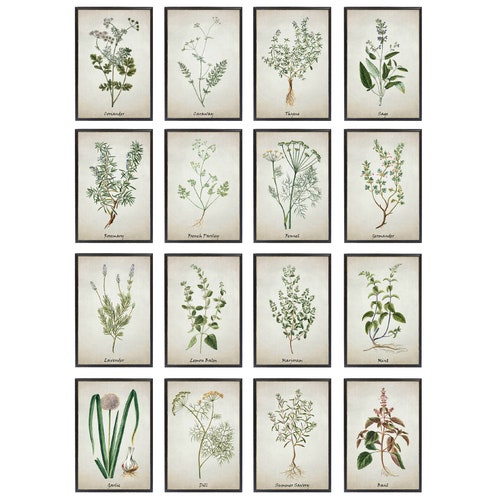 Set of 12 Herb Prints Printable Kitchen Art Culinary Herbs - Etsy