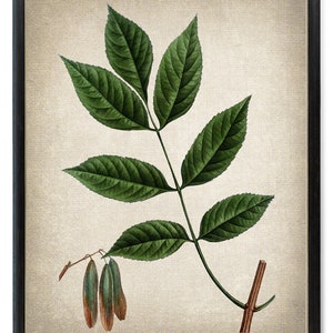 Botanical Blue Ash Tree Branch Digital Print, Vintage Plant Illustration, Nature Decor Printable Wall Art INSTANT DOWNLOAD