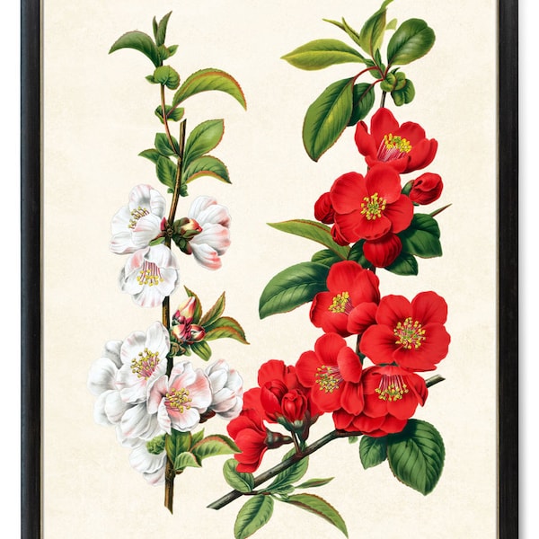 Red and White Flowers Printable Art, 'Flowering Quince' Vintage Illustration, Botanical Wall Art Print, Instant Digital Download