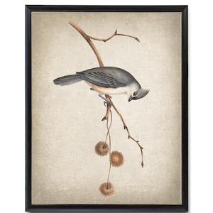 Bird Art Print, 'Tufted Mees' vintage illustratie, minimalistische muurkunst afdrukbare INSTANT DOWNLOAD