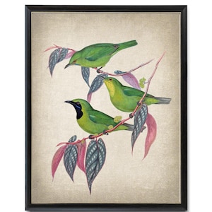 Cyfrowy wydruk artystyczny „Jawajski ptak liściowy”, ilustracja w stylu vintage, ptak i botanika, wydruk ścienny z ptakami historii naturalnej, do natychmiastowego pobrania