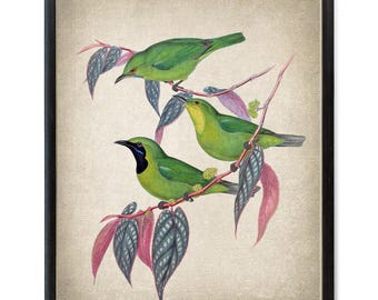 Java Leafbird Digital Art Print, Vintage Illustration, Bird and Botanical, Natural History Birds Printable Wall Art INSTANT DOWNLOAD