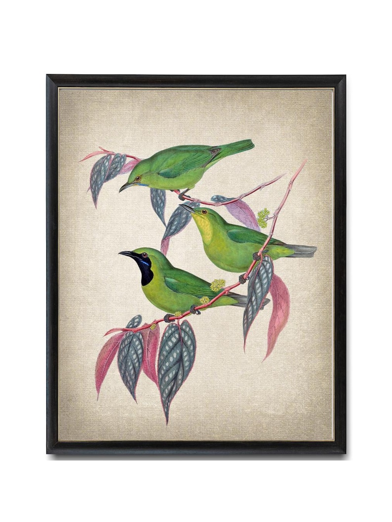 Java Leafbird Digital Art Print, vintage illustratie, vogels en botanische, natuurhistorische vogels afdrukbare muurkunst INSTANT DOWNLOAD afbeelding 1