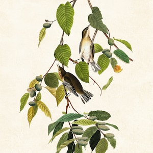 May include: An illustration of two birds perched on a branch with green leaves and small green and brown seed pods. The birds have brown and white feathers. The background is a light beige color.