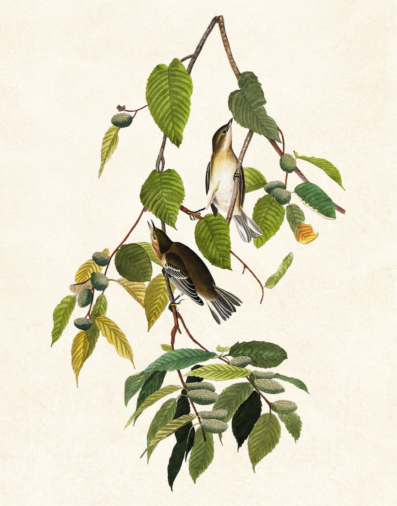 May include: An illustration of two birds perched on a branch with green leaves and small green and brown seed pods. The birds have brown and white feathers. The background is a light beige color.