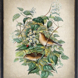 Drucken Sie bis zu 24x30 Zoll, Garten-Waldsängervögel druckbare, Vintage Illustration, Vogel und botanische Naturgeschichte Wandkunst SOFORTIGER DOWNLOAD