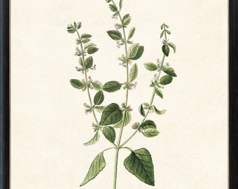 Citroenmelisse kruid afdrukbaar, culinaire kruidenplant antieke illustratie, keuken botanische kunst print, instant digitale download