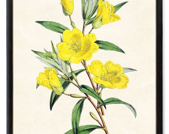 Yellow Evening Primrose Art Print Digital Download, Vintage Flower Illustration, Printable Yellow Flowers Botanical Wall Art