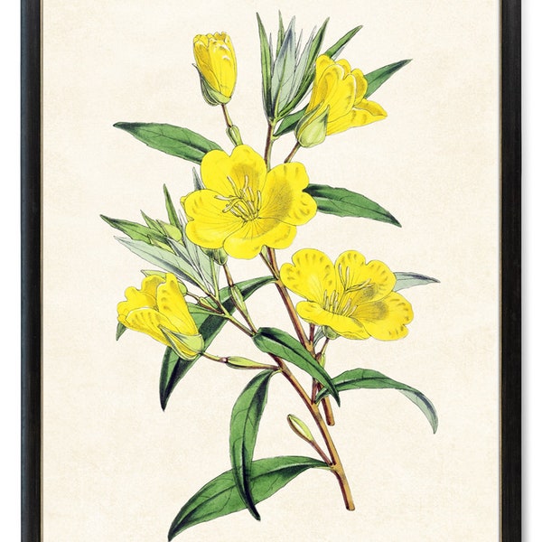 Yellow Evening Primrose Art Print Digital Download, Illustration de fleur vintage, Printable Yellow Flowers Botanical Wall Art