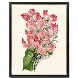 Impresión de cornejo rosado en flor, ilustración vintage de 'Cornus Florida', impresión botánica para pared, descarga digital instantánea.
