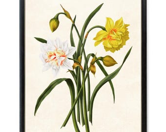 Descarga digital de flores de primavera, ilustración vintage de "Narcisos híbridos", arte mural botánico imprimible