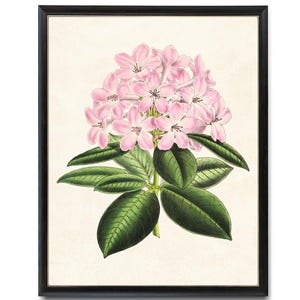 Pink Rhododendron Digital Print, Vintage Flower Illustration, Floral Botanical Wall Art Printable INSTANT DOWNLOAD