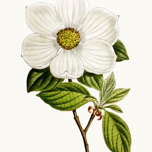 White Flower Clipart Printable, Pacific Dogwood Vintage Illustration, Commercial Use, Transparent Background PNG File INSTANT DOWNLOAD