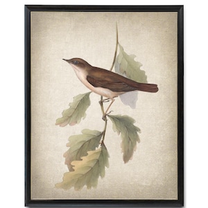 Nightingale Bird Digital Print, Vintage Illustration, Printable Bird and Botanical Wall Art INSTANT DOWNLOAD