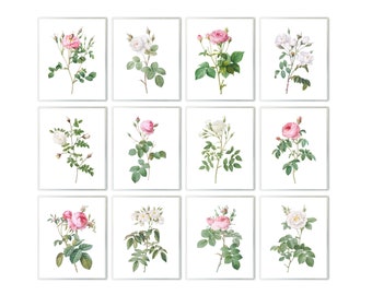 P.J. Redoute Art Rose Set of 12, 8x10 Printables, Vintage Flower Illustrations, Pink and White Roses Botanical Wall Art INSTANT DOWNLOAD