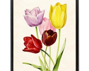 Vintage Tulip Art Digital Download, Printable Spring Flowers, Multi Color Tulips Illustration, Botanical Wall Art Instant Print
