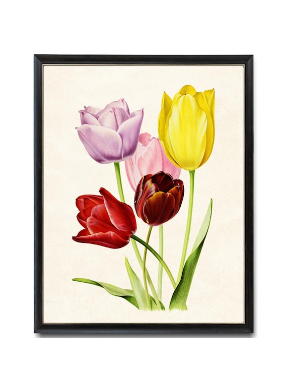 Vintage Tulpe Kunst digitaler Download, druckbare Frühlingsblumen, mehrfarbige Tulpen Illustration, botanische Wandkunst sofortiger Druck
